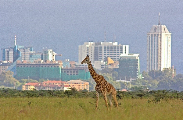 기린이 케냐의 공원에서 걷고 있다.