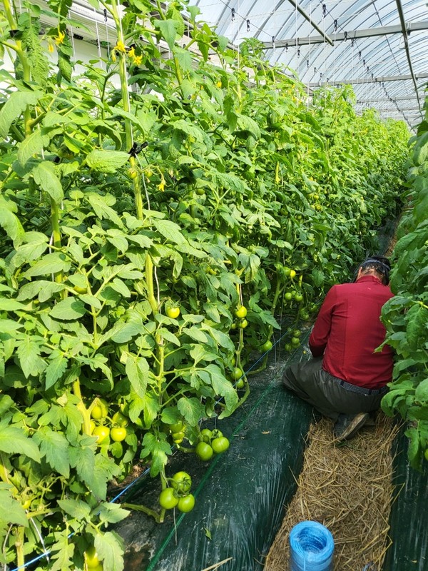 화인솔빛길영농조합법인 토마토 농장 모습