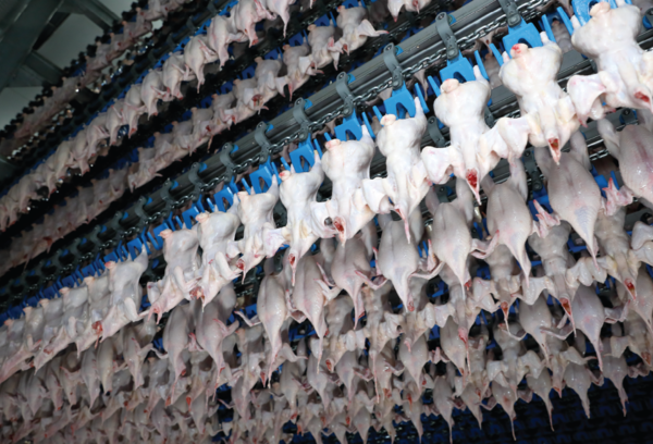  ‘에어칠링방식’으로 최상의 닭고기가 생산되고있다. 