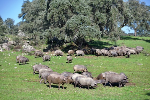 한화가 직영하는 스페인 세비아 북부 시에라 모레나(Sierra Morena) 국립공원 내 이베리코 농장. 축구장 1400여 개 크기의 광활한 대지에서 친환경적으로 사육되고 있다. 갤러리아 제공.