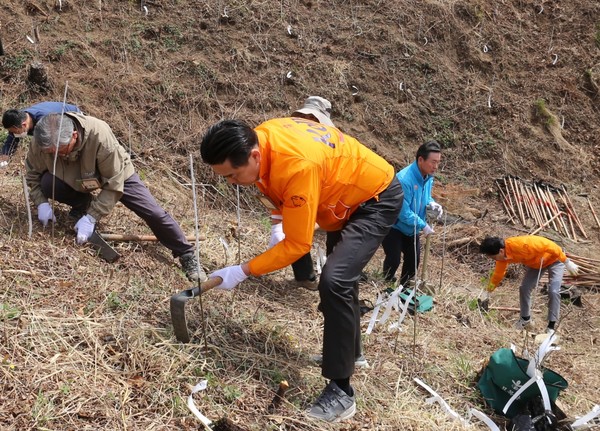 지난 4일 김인규 하이트진로 대표이사가 강릉 산불피해지역에 나무를 심고 있다